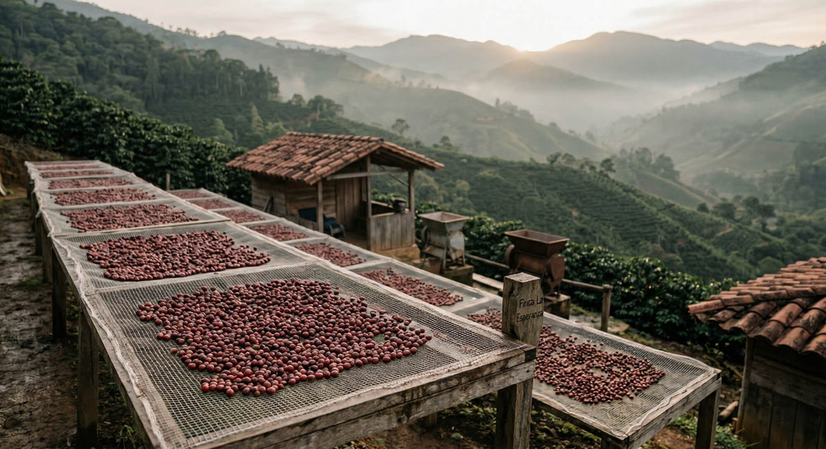 From Tree to Cup: How Our Coffee Is Actually Made