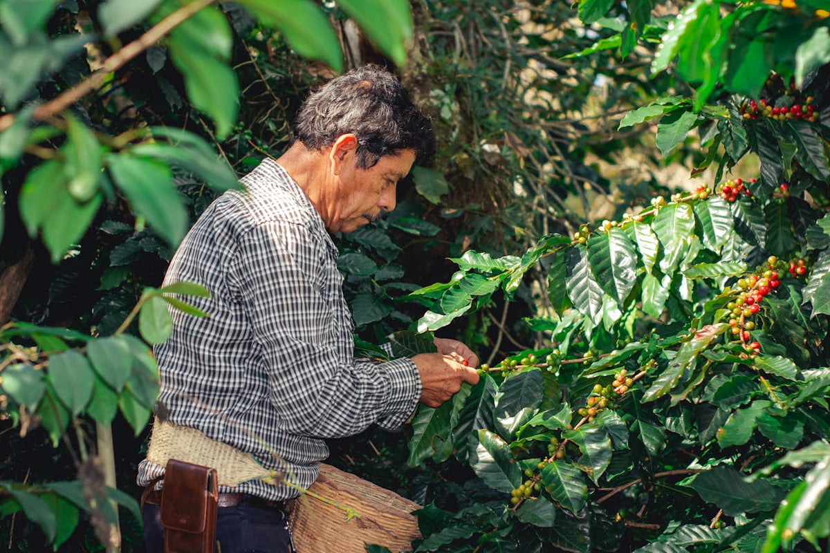 Coffee Process: From Plant to Cup